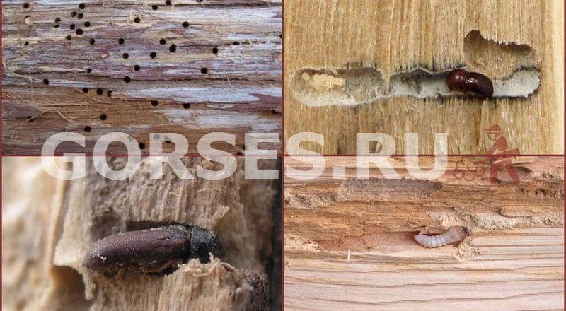 Короед и деревянный фасад: Защита от разрушения